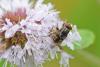 Stomorhina lunata
